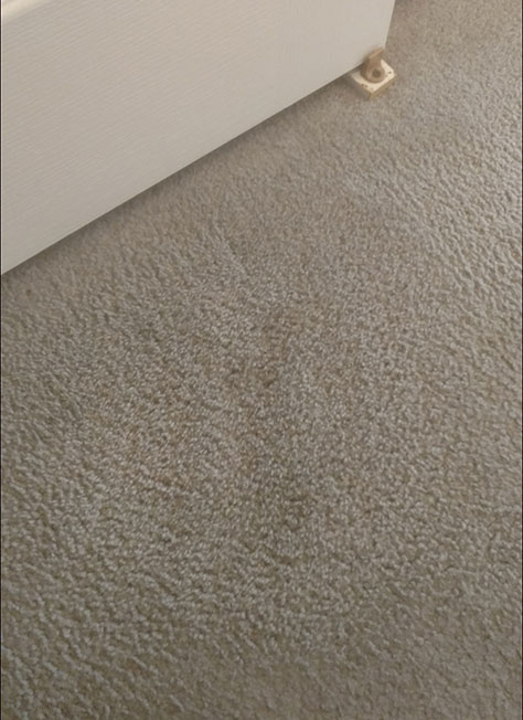 Bleach Spot Carpet Dye Repair